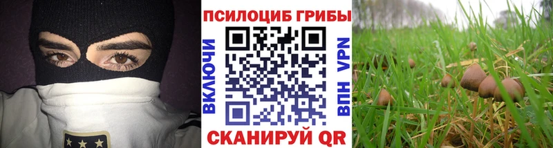 Псилоцибиновые грибы Psilocybine cubensis  как найти   Наро-Фоминск 